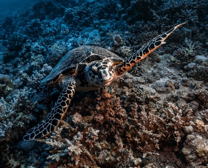 Coral Reef Diving
