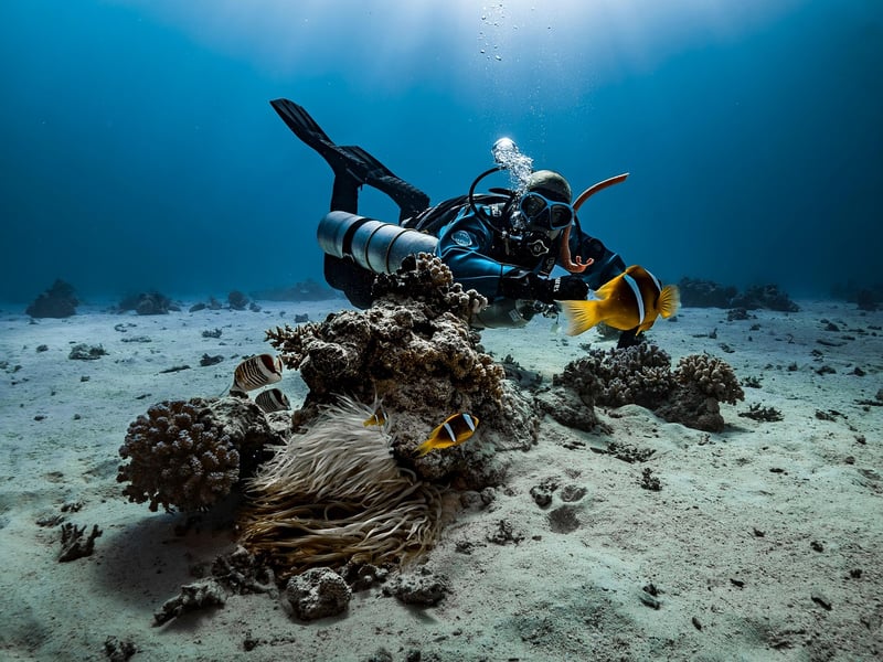 Marine Life Encounter